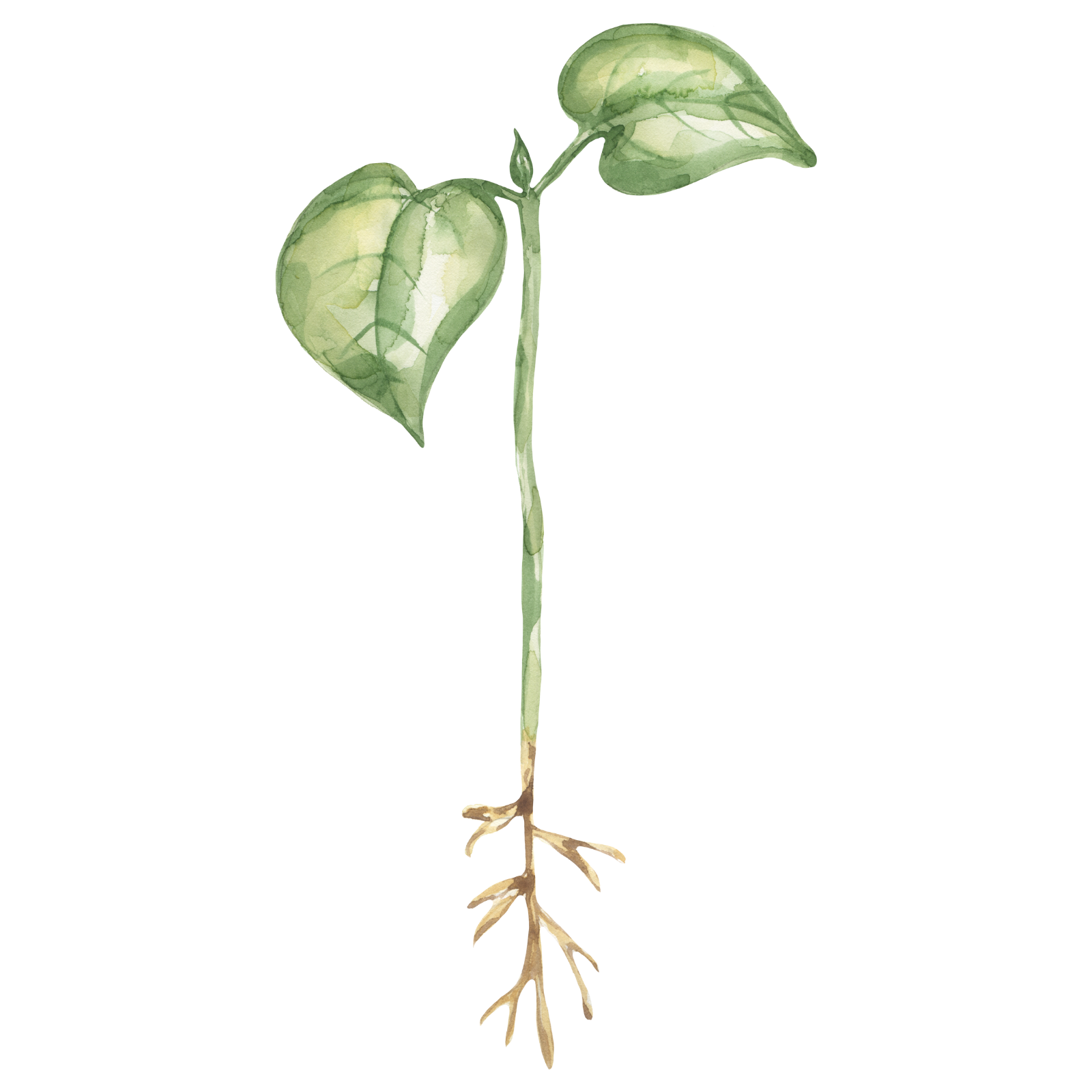 Reformer Foundations beginner Pilates class South London